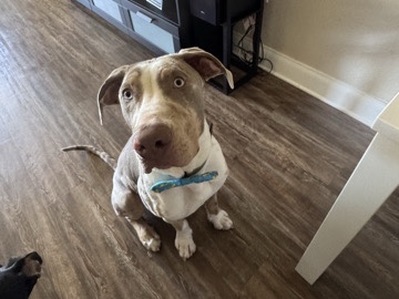 Catahoula Cur – Dog (6 months) – Winter Park