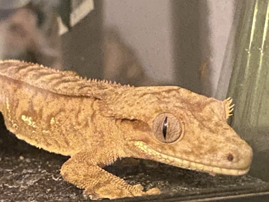 crested gecko 