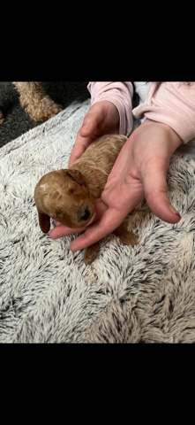 Poodle – Beautiful KC registered miniature poodle puppies!