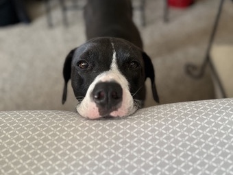 American Pit Bull Terrier – Loyal American Pit Bull Terrier – 8 Years Old in Waukesha – Waukesha