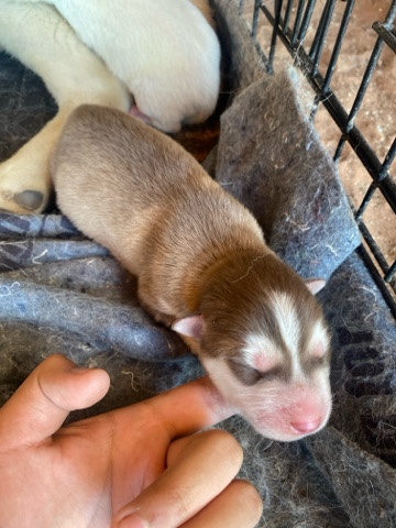 Siberian Husky – Siberian WOLF huskies