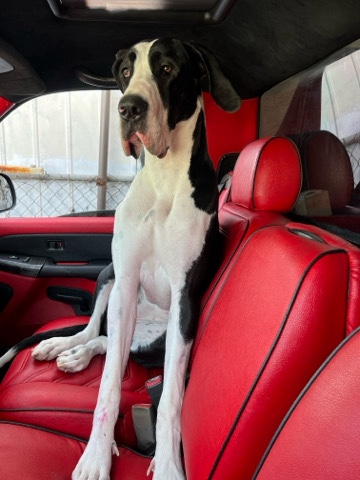 Great Dane – dog