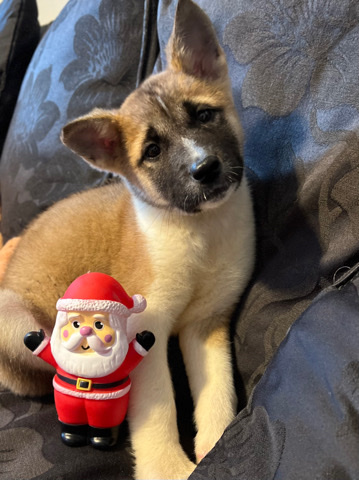 American Akita puppy female