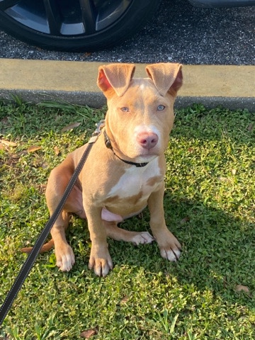 American Pit Bull Terrier – Bully Pittbull