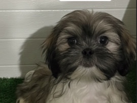 Shih Poo – shipoo females – Euclid