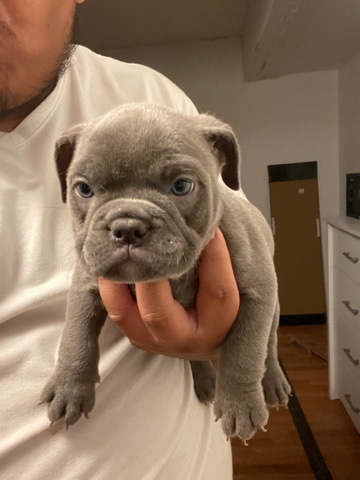 pups for sell