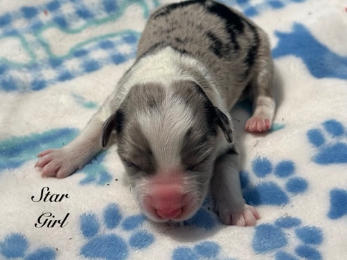Australian Shepherd – Girl Border Collie X Aussie – Oklahoma City