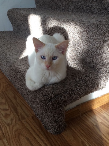 Siamese – 10 Month old cat, Tabby and Siamese mix.