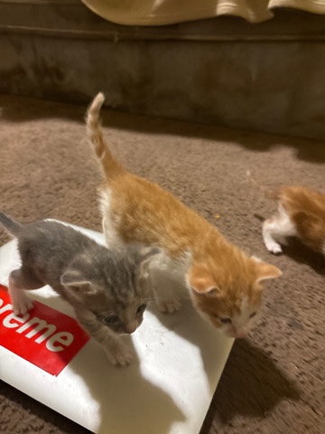 Newborn kitten cats