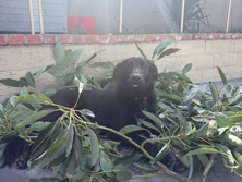 Adopt Labrador Retriever Need to rehome dog in Riverside