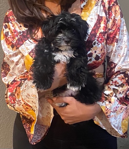 Yorkshire Terrier – Yorkie Poodle
