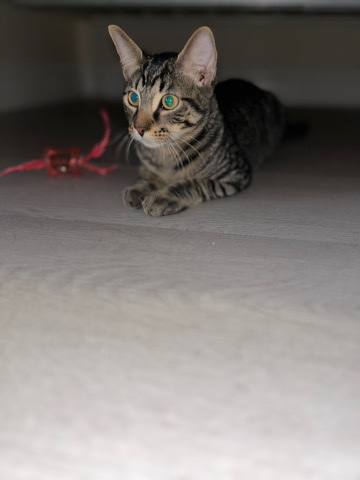 kitten For sale