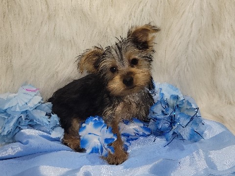 Yorkshire Terrier – Star – Neodesha