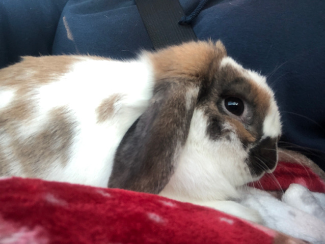 Holland Lop – Holland Lop Sale!