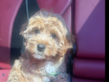 Cavapoo – Adorable Cavapoo Puppy for Sale – 17 Weeks Old in Silver Spring – Silver Spring