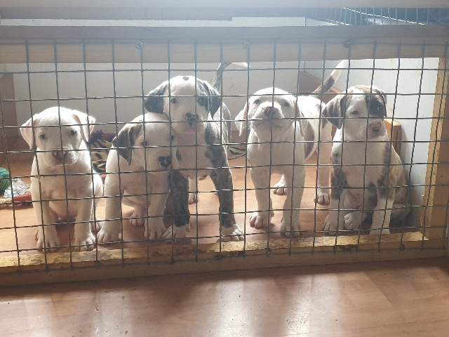 American Bulldog – American bullys xl 3boys 2girls