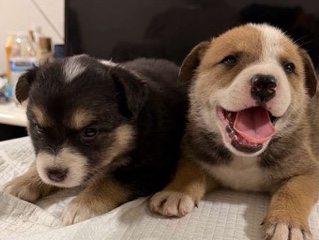 Border Collie – border collie – Modesto