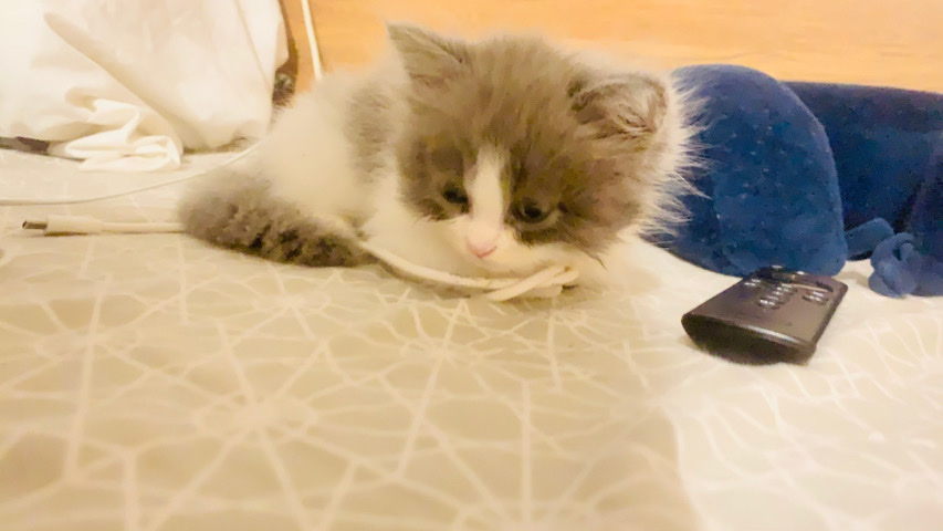 Persian (Modern) – 1.5Month Old Persian Doll Face Kitten