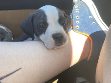 American Pit Bull Terrier – male bully – Riverside