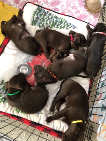 English Cocker Spaniel – Cocker x (Cockerdale x Cocker Whippet)
