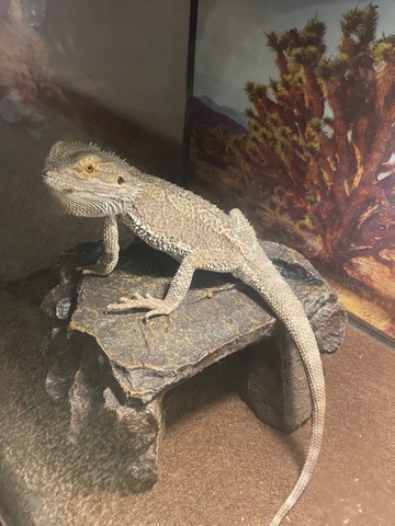 Any – Taurus needs a new home