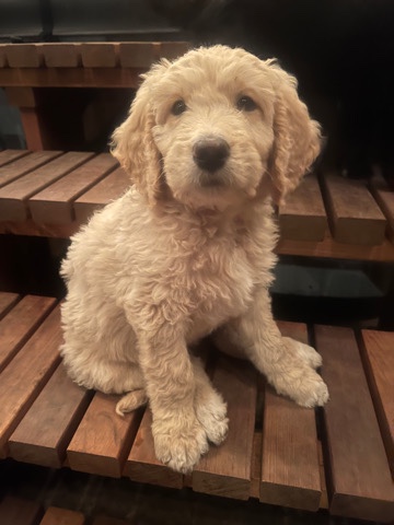 Poodle – Tuxedo Double Doodle