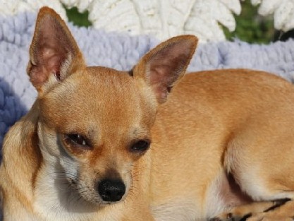 Chihuahua – Friendly Chihuahua Available for Rehoming in Riceboro – Riceboro