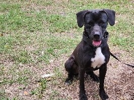Labrador Retriever – Kai – West Palm Beach