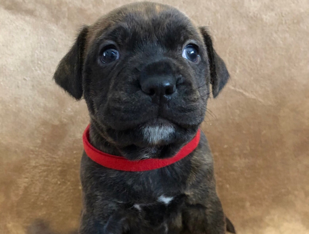 Staffordshire Bull Terrier – beautiful Staffordshire bull terrier