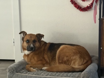 German Shepherd – Astra German Shepherd husky mix – Houston