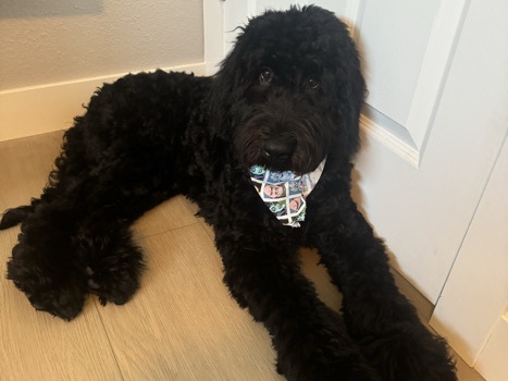 Goldendoodle – Goldendoodle – San Diego