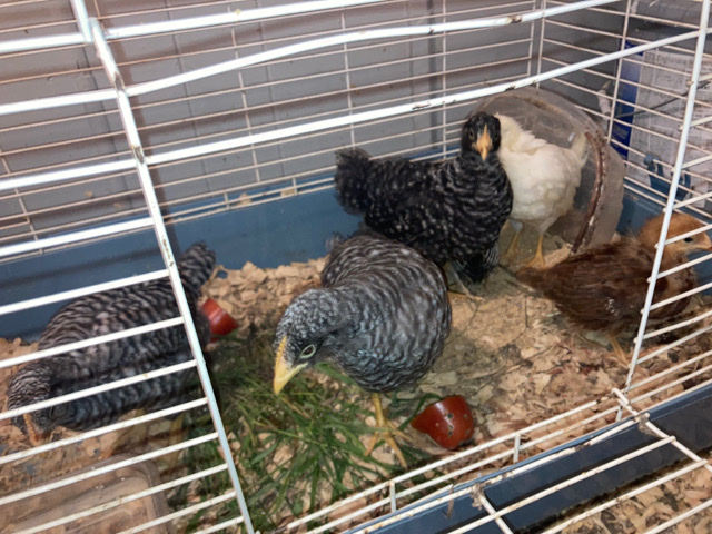 Any – barred rock cockerel