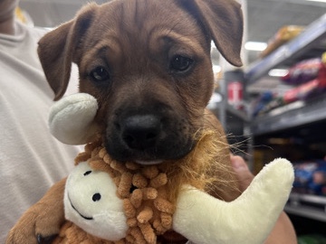 American Pit Bull Terrier – Puppies – Danbury