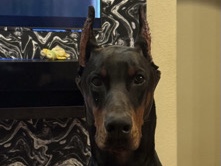 Doberman Pinscher – PUREBRED DOBERMAN “CASH” 🤎 – Tomball