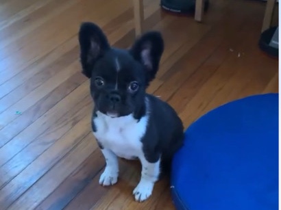 French Bulldog – AKC fluffy