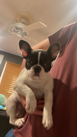 French Bulldog – Frenchie for sale very cute located in the Dallas area