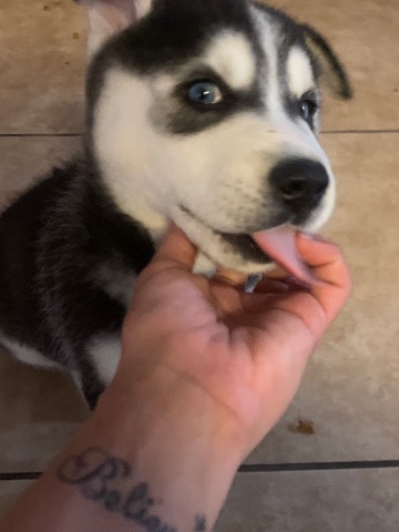 Siberian Husky – husky puppies