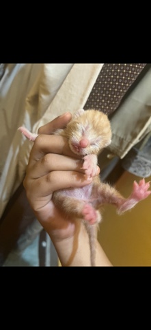American Shorthair – Parents indoor cats
