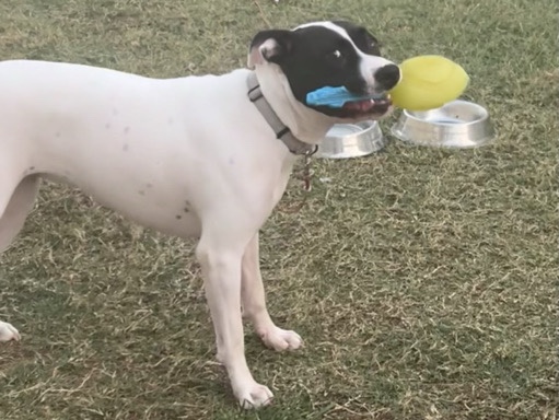 Mixed Breed – pitbull mix – Denton
