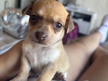 Chihuahua – baby chihuahua – Scottsdale