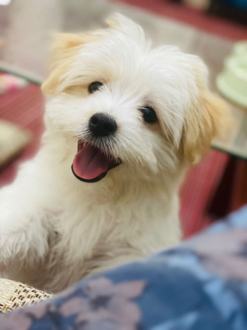 Maltese – friendly maltese looking for new home