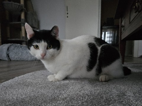 British Shorthair - Kater sucht neue Bleibe  available for adoption in Neuss