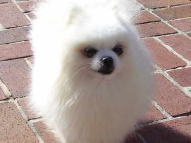 Pomeranian – Pomeranian – Rockledge