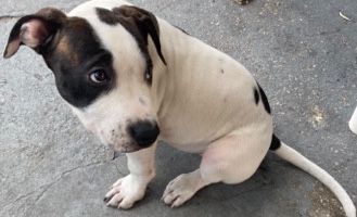 American Pit Bull Terrier – pit bull