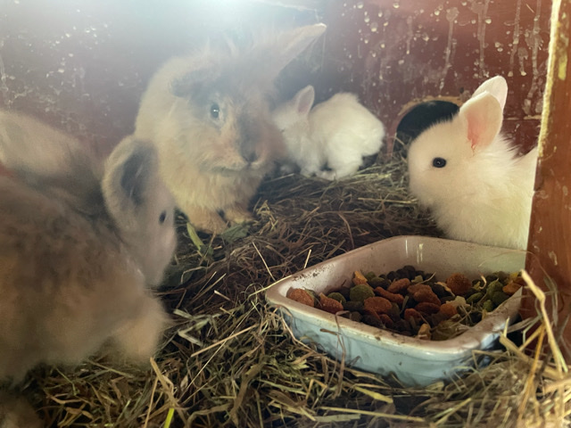 4 week old rabbits