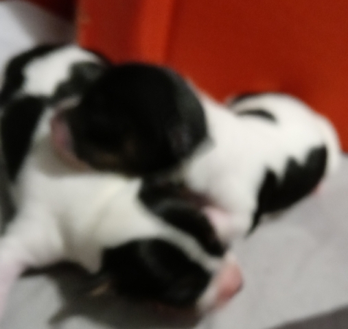Chihuahua – Chihuahua pupps