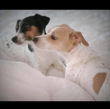 jack Russell sisters