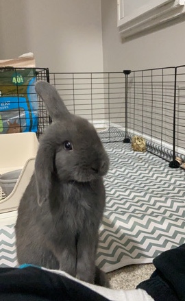 Holland Lop – adorable baby holland lop for sale