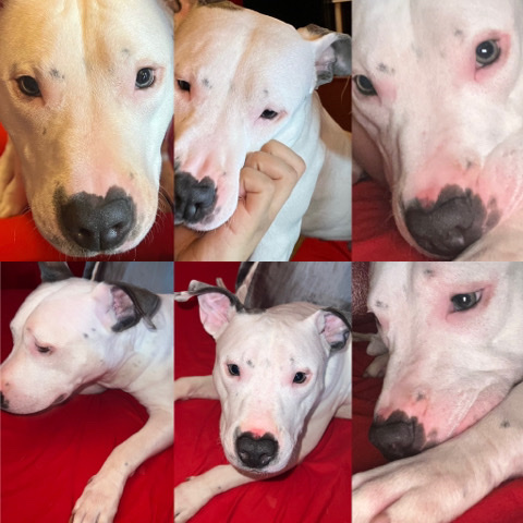 American Pit Bull Terrier – Prince