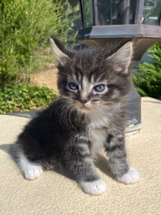 Maine Coon – kittens for sale